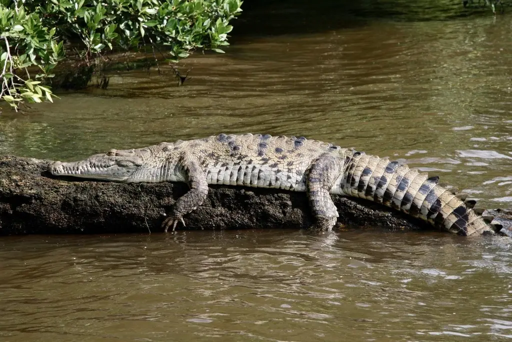 American Crocodile