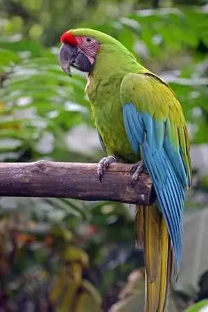Great Green Macaw